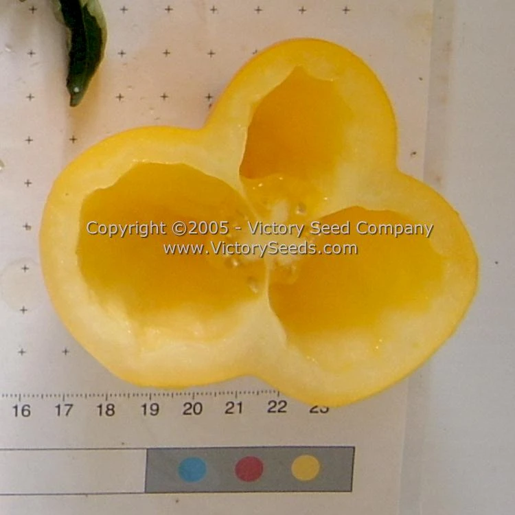 Yellow Stuffer (aka Golden Stuffer) Tomato - Image 2