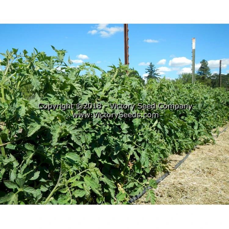 Yellow Stuffer (aka Golden Stuffer) Tomato - Image 4