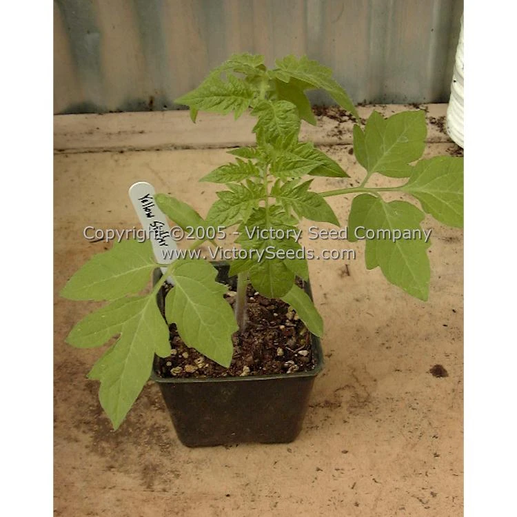 Yellow Stuffer (aka Golden Stuffer) Tomato - Image 11