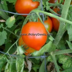 Yubileyny Tarasenko Tomato