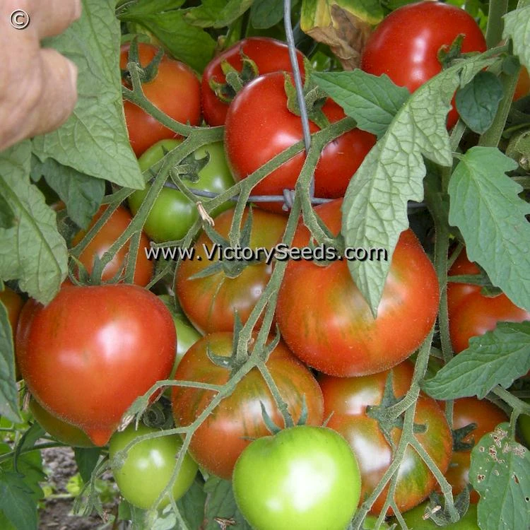 Yubileyny Tarasenko Tomato - Image 2