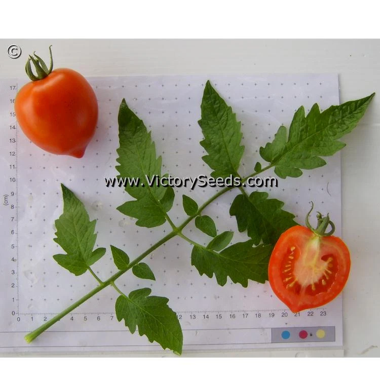 Yubileyny Tarasenko Tomato - Image 4