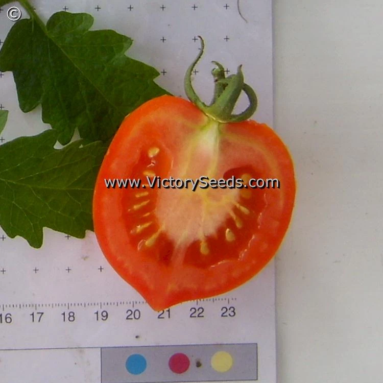 Yubileyny Tarasenko Tomato - Image 5