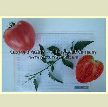 Yugo Roze Tomato - Image 4