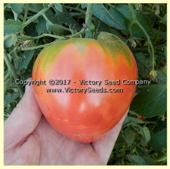 Yugo Roze Tomato - Image 5