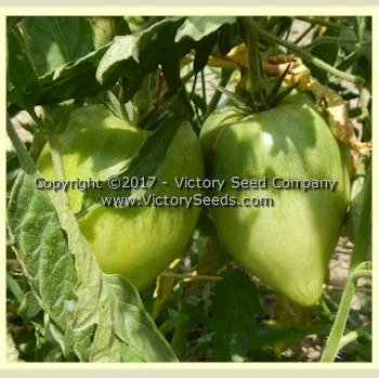 Yugo Roze Tomato - Image 6