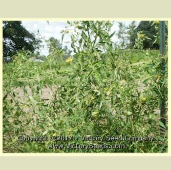 Yugo Roze Tomato - Image 3