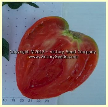 Yugo Roze Tomato - Image 2