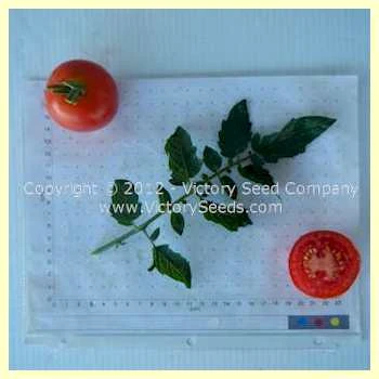 Zleovo Tomato - Image 2