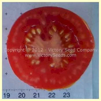 Zleovo Tomato - Image 3
