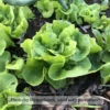 Tom Thumb Butterhead Lettuce