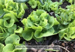 Tom Thumb Butterhead Lettuce