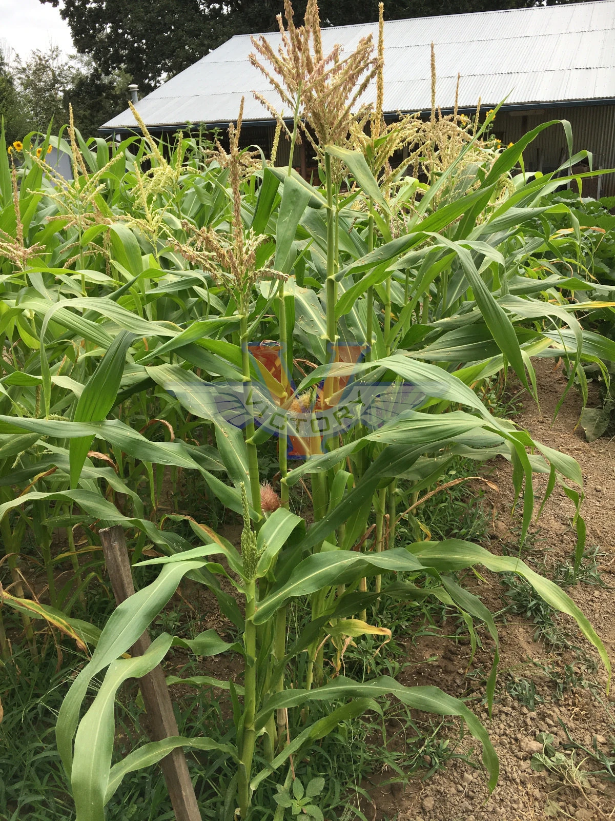 Triple Play Sweet Corn - Image 5