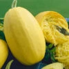 Vegetable Spaghetti Winter Squash