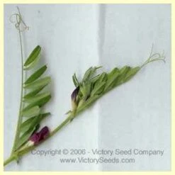 Vetch, Hairy