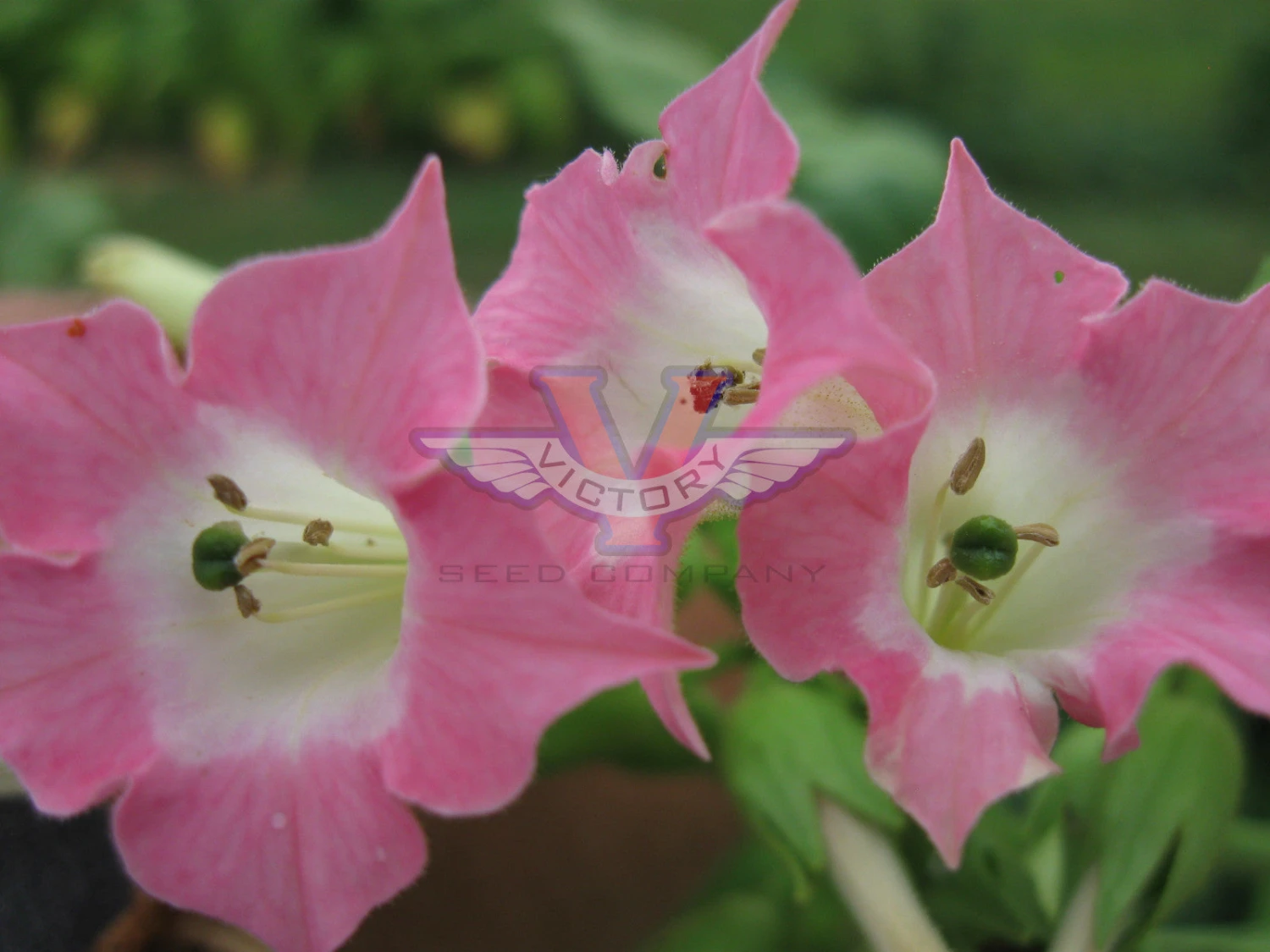 Virginia 12 Tobacco - Image 5