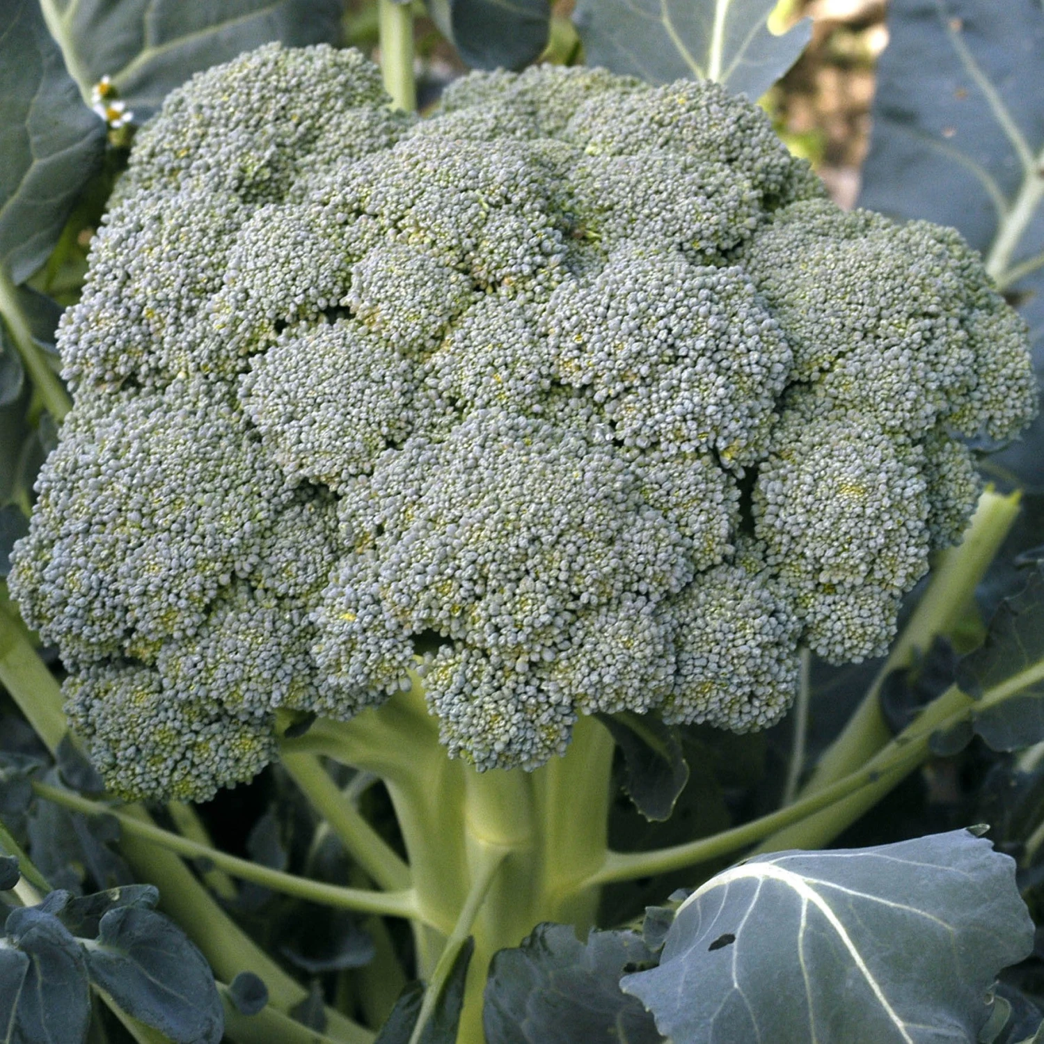 Waltham 29 Broccoli - Image 2