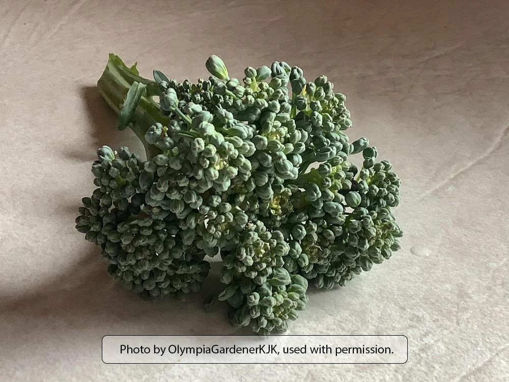 Waltham 29 Broccoli - Image 4