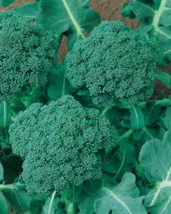 Waltham 29 Broccoli (Organic)