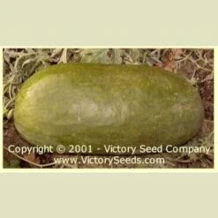 Tom Watson Watermelon