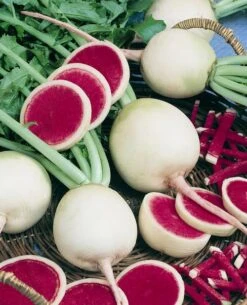 Watermelon Radish