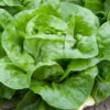 White Boston Butterhead Lettuce