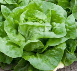 White Boston Butterhead Lettuce
