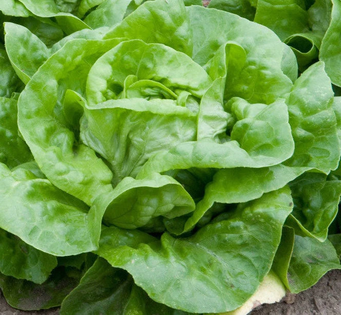 White Boston Butterhead Lettuce