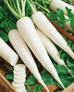 White Icicle Radish