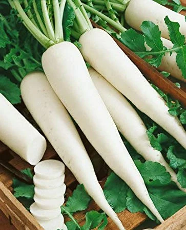 White Icicle Radish