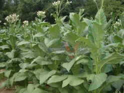 White Mammoth Tobacco