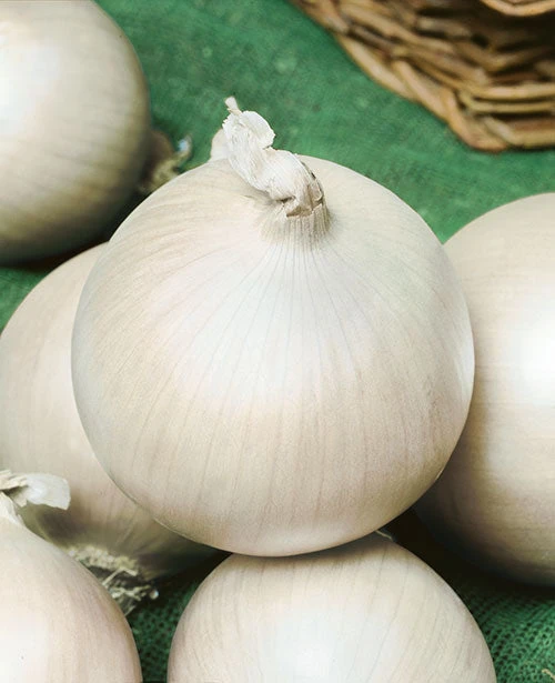 White Sweet Spanish Onion