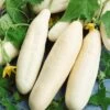 White Wonder Cucumber