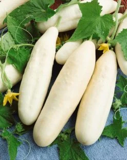 White Wonder Cucumber