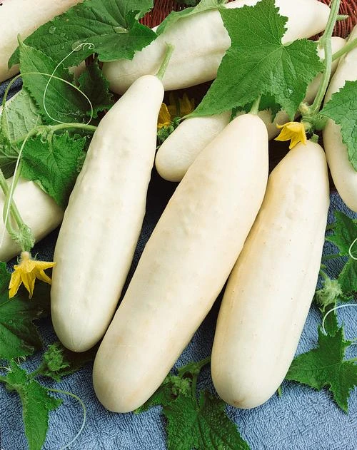 White Wonder Cucumber