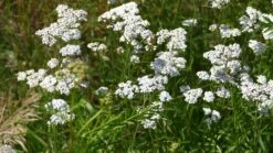 Yarrow, White