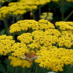 Yarrow, Gold