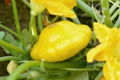 Yellow Bush Scallop Summer Squash