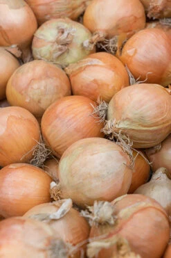 Yellow Sweet Spanish Onion