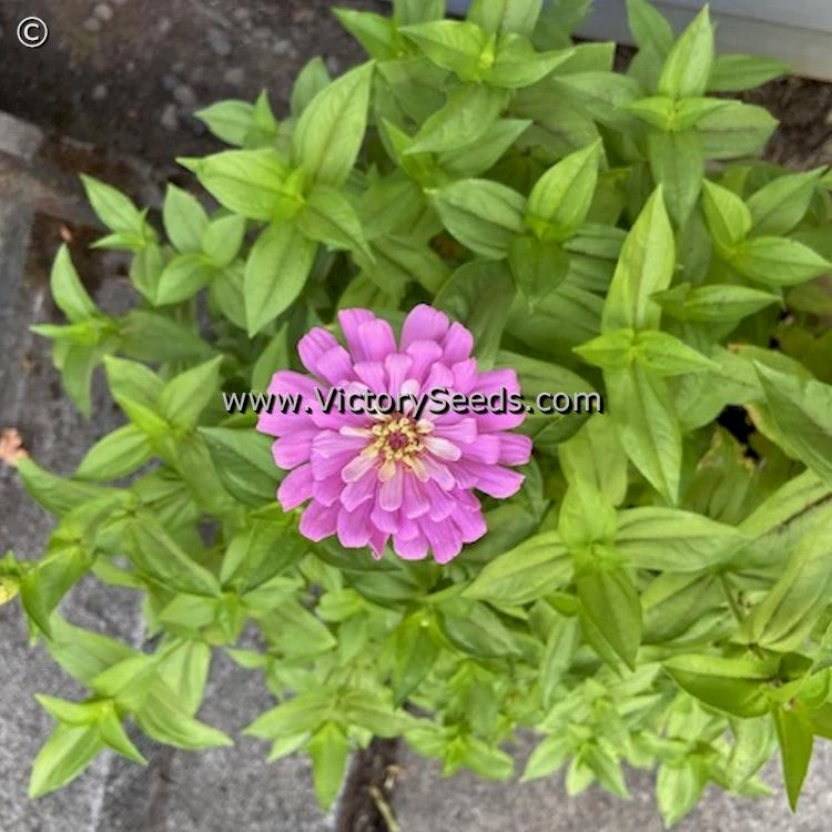 Zinnia, Luminosa