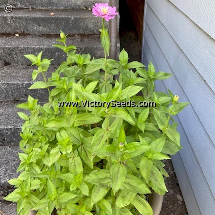 Zinnia, Luminosa - Image 2