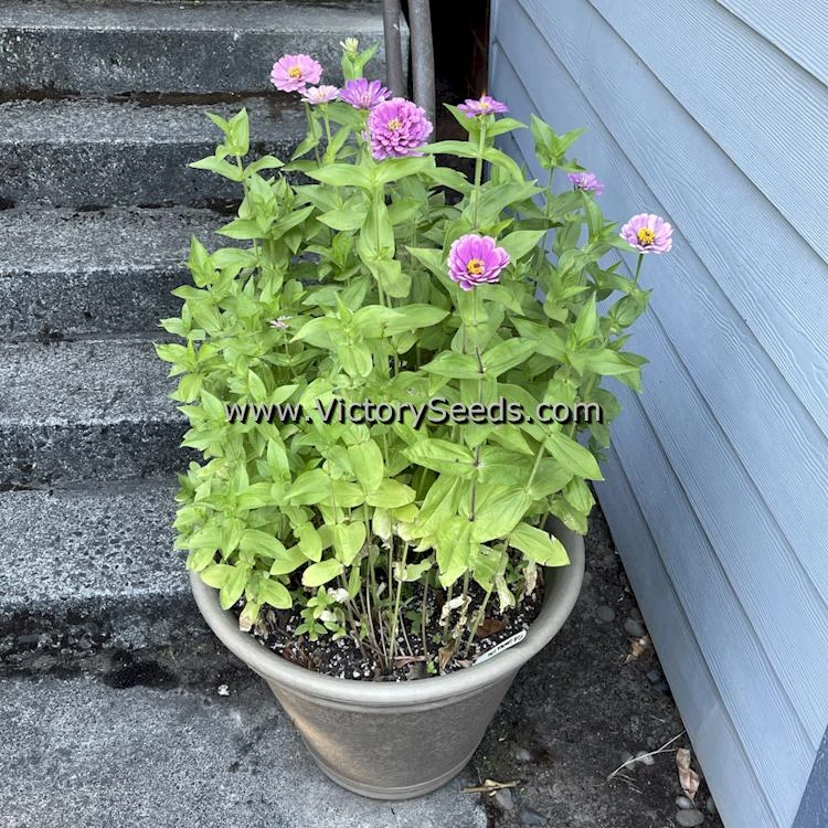 Zinnia, Luminosa - Image 3